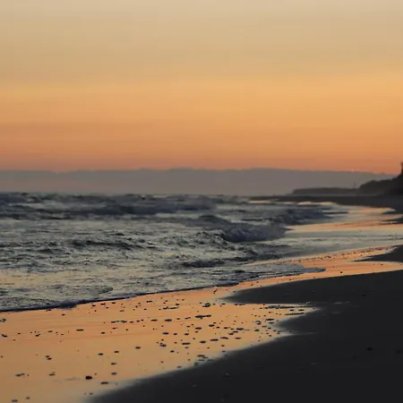 Róża Wiatrów Leśny Klif