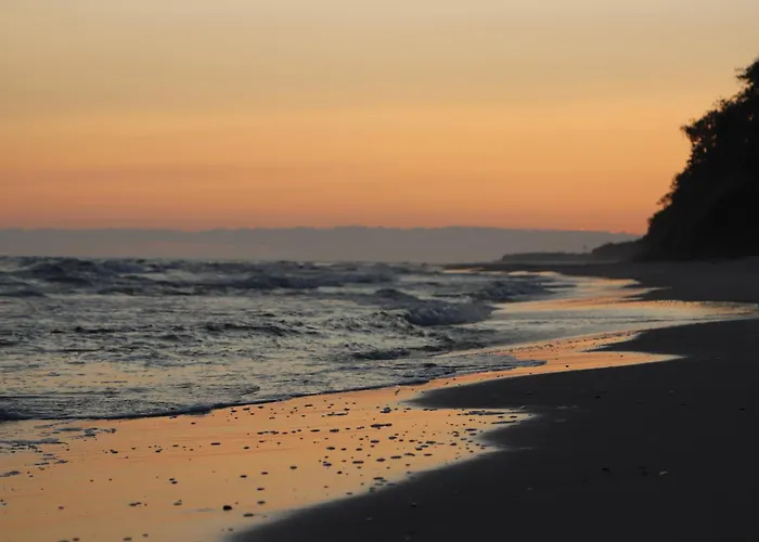 Róża Wiatrów Leśny Klif